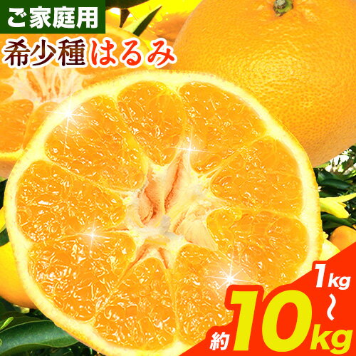 みかん はるみ ご家庭用 選べる内容量 1kg+250g 2.5kg+250g 5kg+250g 10kg+250g 傷み補償分 サイズ混合 池田鹿蔵農園@日高町[2月上旬-3月末頃出荷]和歌山県 日高町 フルーツ 果物 柑橘 希少品種 送料無料 訳あり[配送不可地域あり]