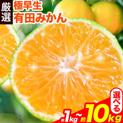 プレミアム 極早生有田みかん 1kg 2.5kg 5kg 10kg 各+250g (傷み補償分)[YN26・ゆら早生]池田鹿蔵農園 日高町(池田農園株式会社)[9月中旬-11月中旬頃出荷]和歌山県 日高町[配送不可地域あり]