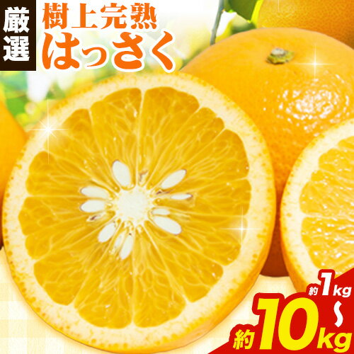 厳選 樹上完熟 はっさく 八朔 みかん 選べる内容量 1kg+250g 2.5kg+250g 5kg+250g 10kg+250g 傷み補償分 池田鹿蔵農園 @日高町[4月上旬-5月末頃出荷]和歌山県 日高町 送料無料 はっさくみかん ハッサク 厳選八朔みかん[配送不可地域あり]