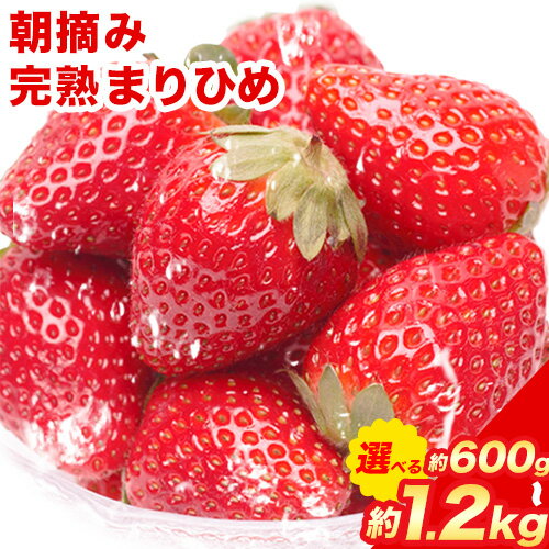 【ふるさと納税】朝摘み 完熟 まりひめ 約600g 約1.2kg 【和歌山ブランド苺まりひめ】【こだわりの土耕栽培のいちごを農家直送】 池田鹿蔵農園@日高町（池田農園株式会社）《1月上旬-5月中旬頃出荷》