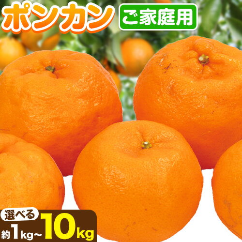 ڤդ뤵Ǽǡۡͽ  ݥ󥫥 ٤ 1kg250g 2.5kg250g 5kg250g 10kg250g (ʬ) 󥵡  ²λ ͭ ݥ󥫥 ļ¢ 1-2в١²λ Į ʪ ̵Բϰ褢