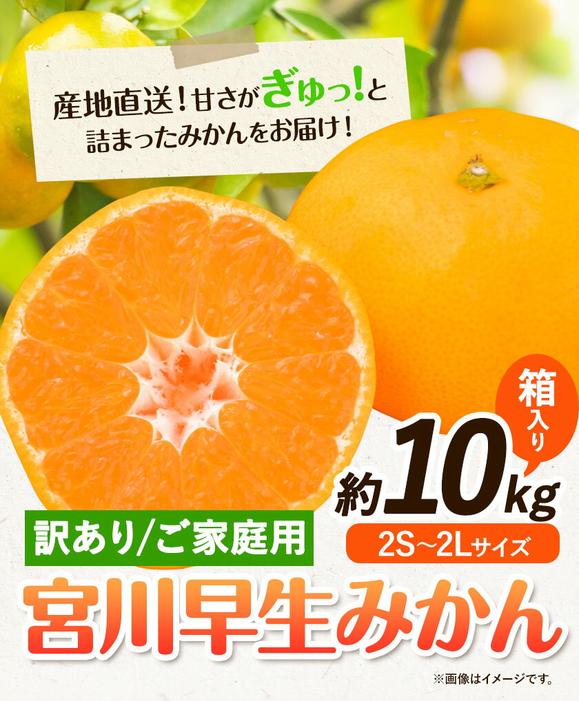 【ふるさと納税】訳あり 宮川 早生みかん 約 10kg (2S～2Lサイズ) 笑いの里のTommyファーム《11月下旬-1月上旬頃出荷》和歌山県 日高町 みかん 早生 ご家庭用 旬 柑橘 フルーツ 果物 ミカン 柑 家庭用 産地直送 箱入り わけあり