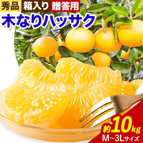 23位! 口コミ数「0件」評価「0」秀品 贈答用 木なり ハッサク 約 10kg (M～3Lサイズ) 笑いの里のTommyファーム《2025年3月末-4月末頃出荷》和歌山県 日･･･ 