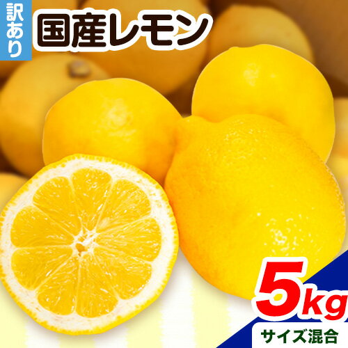 yӂ邳Ɣ[Łz 󂠂 Y  5kg (TCY) m[bNX _ ǂ̍ʎs2024N2{-6oׁt a̎R    EG ƒp { VN ʕ k t[c 󂠂 e Lemon lemon 