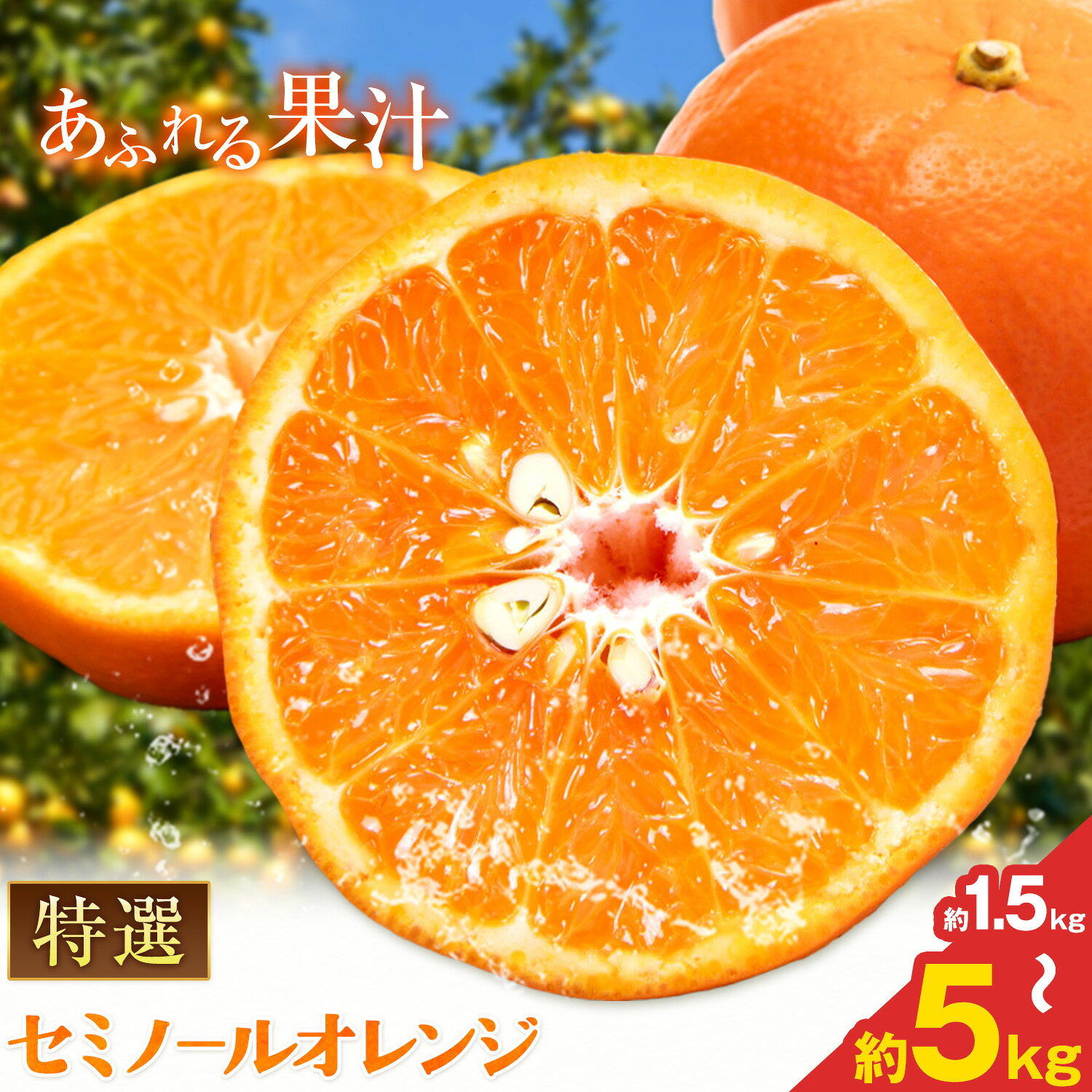 【ふるさと納税】特選 セミノール オレンジ 選べる 約1.5kg 約3kg 約5kg 有田マルシェ《4月上旬-5月下旬頃出荷》和歌山県 日高町 国産 みかん オレンジ 柑橘 果物 送料無料