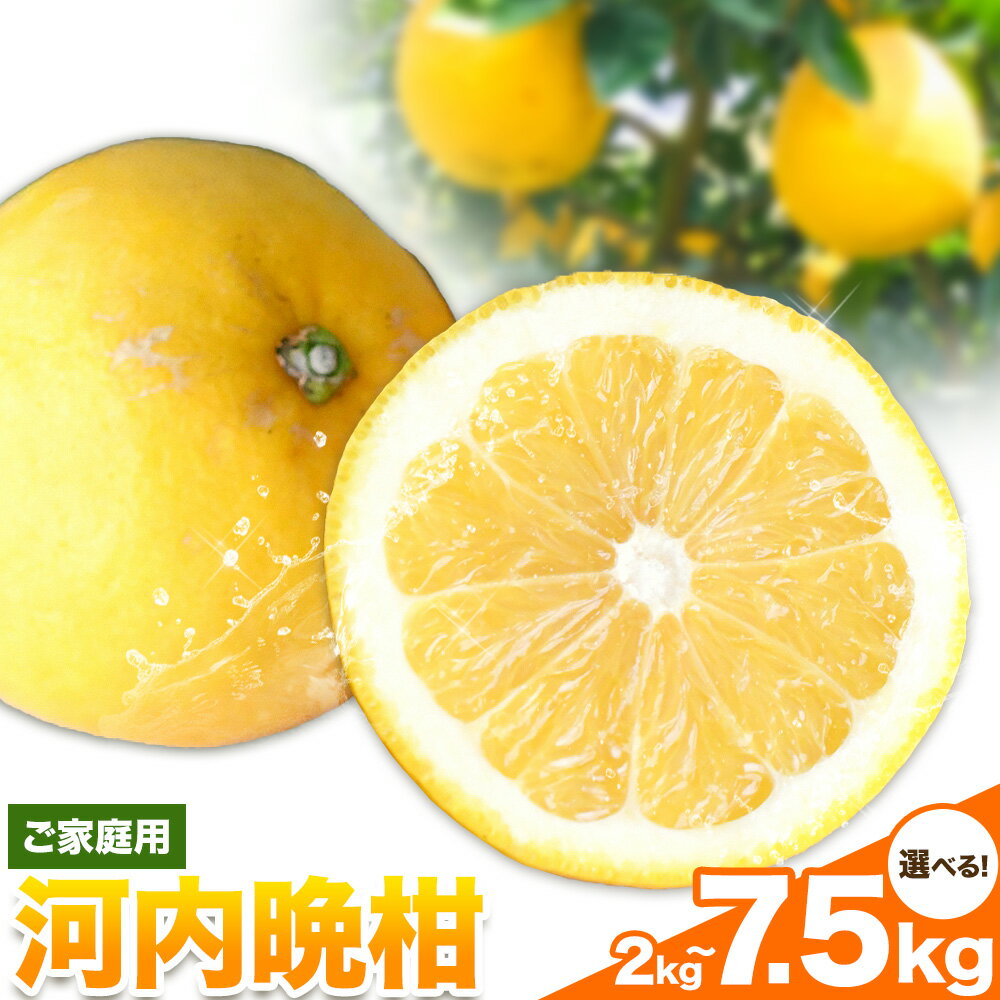爽快柑橘 有田育ちの爽やか柑橘 ご家庭用 河内晩柑 選べる 2kg 3.5kg 7.5kg 有田マルシェ 先行予約[2026年4月中旬-7月中旬頃出荷] 和歌山県 日高町 晩柑 和製グレープフルーツ 訳あり 旬 柑橘 フルーツ 果物