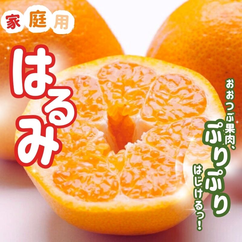 [先行予約][2月より発送]家庭用 はるみ [選べる容量][デコポンの姉妹品種・新食感春みかん][光センサー選別][わけあり・訳あり] | はるみ デコポン 春みかん 期間限定 先行予約 訳あり 家庭用 和歌山県産 由良町 お取り寄せ 返礼品 お礼の品