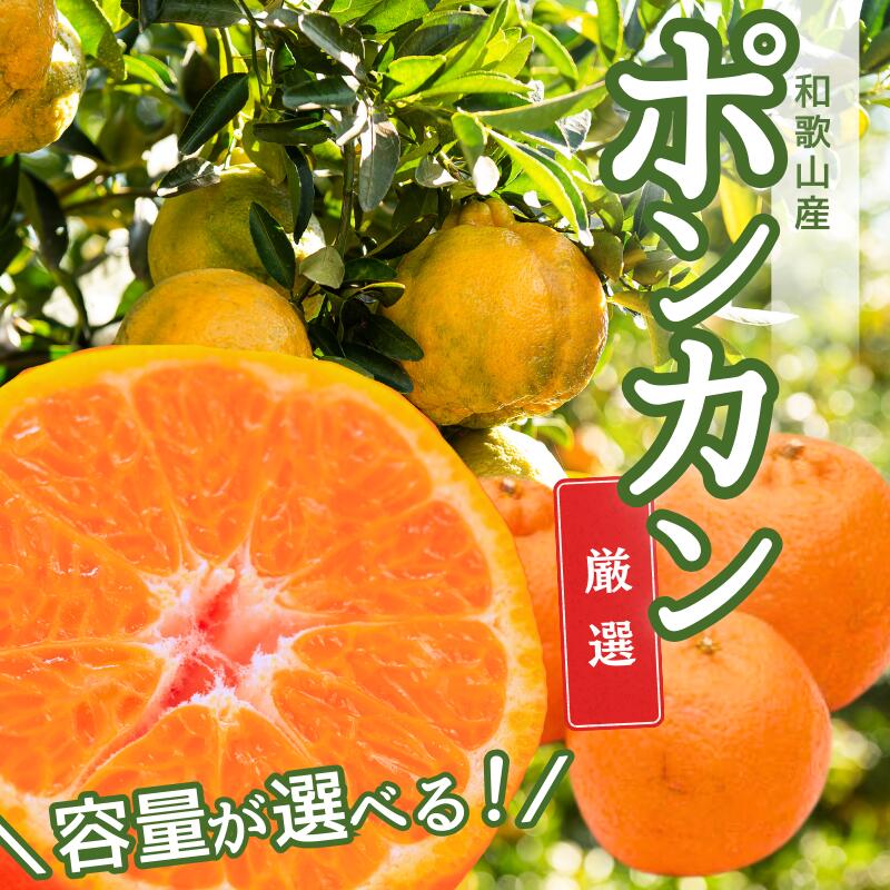 【ふるさと納税】【先行予約】＜1月より発送＞厳選 ポンカン＜2026年1月下旬～2月下旬に順次発送＞ ※北海道・沖縄・離島への配送不可 | 柑橘 フルーツ 果物 くだもの 食品 人気 おすすめ 送料無料