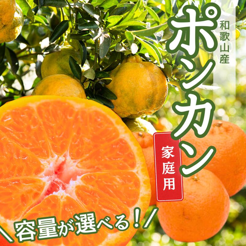[先行予約][1月より発送]家庭用 ポンカン3.5kg+105g(傷み補償分[2026年1月下旬〜2月下旬に順次発送] ※北海道・沖縄への配送不可 | 柑橘 フルーツ 果物 くだもの 食品 人気 おすすめ 送料無料
