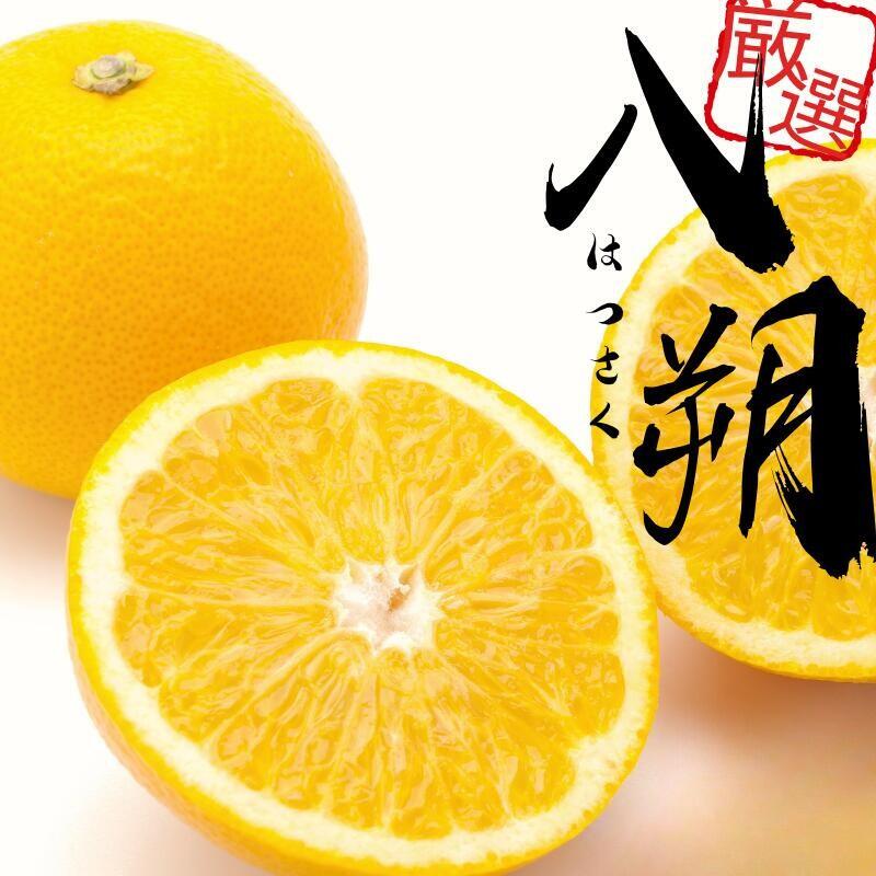 [先行予約] [1月より発送] 厳選 はっさく[八朔みかん・ハッサク]/ ハッサク みかん くだもの わかやま 和歌山 有田みかん ミカン 果物 おすすめ 柑橘 フルーツ 農家直送
