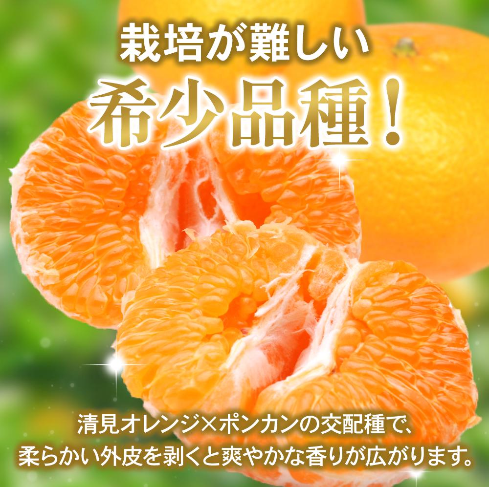 【ふるさと納税】 はるみ みかん 家庭用 / 訳あり 柑橘 晩柑 和歌山 甘い 5000円 / 1kg 2.5kg 5kg 7.5kg 10kg ※2026年2月上旬〜3月下旬ごろに順次発送予定 ※北海道・沖縄・離島への配送不可