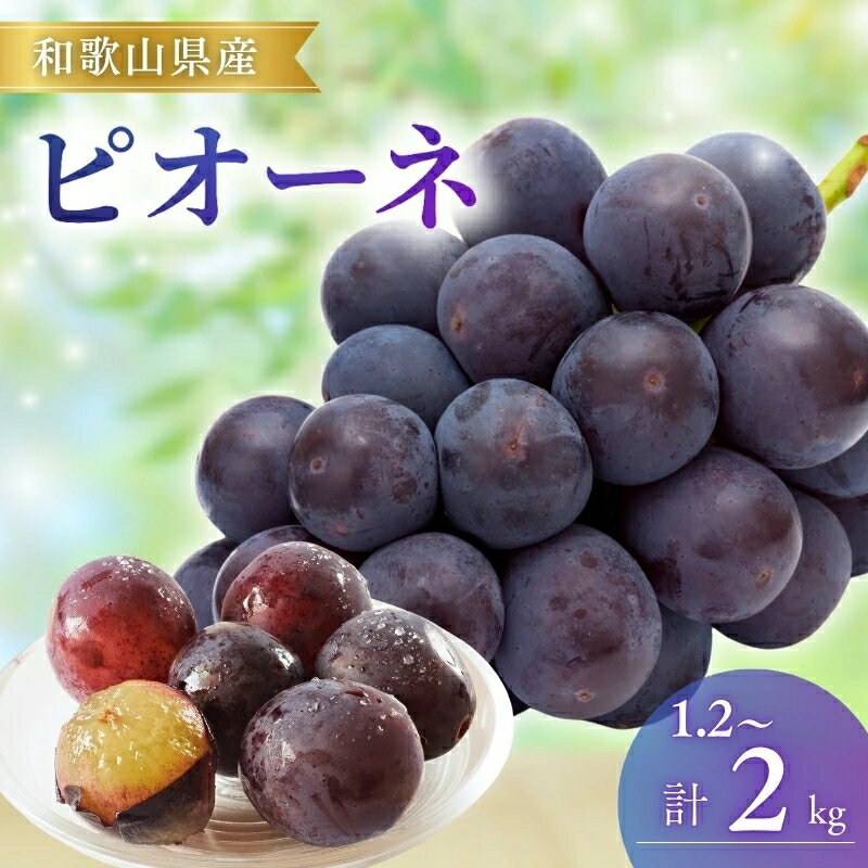 ＼先行予約/ ピオーネ 和歌山県産[選べる容量]約1.2kg 約2kg / ぶどう 葡萄 ブドウ 産地直送 農家直送 フルーツ 果物
