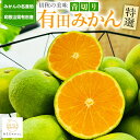 【ふるさと納税】【先行予約】初秋の美味 農家直送 特選 青切り有田みかん【選べる容量】※2025年9月中旬~10月中旬頃に順次発送(北海道・沖縄・その他離島地域は発送不可) / みかん ミカン 柑橘 蜜柑 くだもの フルーツ 果物 産地直送 和歌山(4)