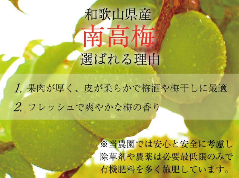 【ふるさと納税】【梅干・梅酒用】（4Lまたは3L－2Kg）熟南高梅＜2025年6月上旬～7月7日発送予定＞フルーツ 果物 くだもの 食品 人気 おすすめ 送料無料【ART10】
