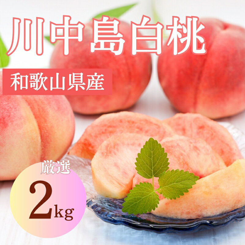 先行予約![モモ]川中島白桃 約2kg 6〜8個入[2025年7月末頃から順次発送][秀品]こだわり農家厳選 [KG13] | もも フルーツ 果物 くだもの 食品 人気 おすすめ 送料無料
