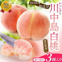 【ふるさと納税】【秀品】川中島白桃 食べきりやすい3個入り【2026年7月末頃~2026年8月末頃に順次発送予定】(お届け日指定不可) こだわり 農家厳選 先行予約 モモ 【KG16】 | もも フルーツ 果物 くだもの 食品 人気 おすすめ 送料無料