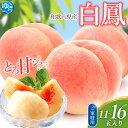 【ふるさと納税】 訳あり 桃 白鳳 11~16玉入 / もも 家庭用 数量限定 ※2026年6月下旬から7月中旬ごろ発送