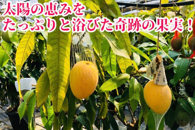 【ふるさと納税】◆先行予約◆和歌山県産　紀州完熟マンゴー『吉玉』約1kg程度／2～3玉入り【2025年7月中旬から8月下旬頃順次発送予定】【MG20】