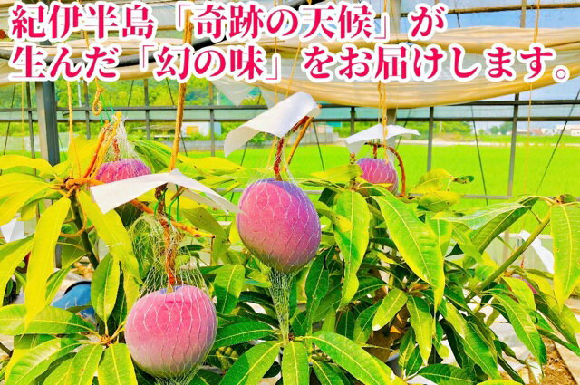 【ふるさと納税】◆先行予約◆和歌山県産　紀州完熟マンゴー『吉玉』約1kg程度／2～3玉入り【2025年7月中旬から8月下旬頃順次発送予定】【MG20】