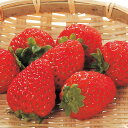 【ふるさと納税】【ご家庭用(簡易包装)】和歌山県産まりひめ 1箱(2パック入り)\配送月が選べる/1月・2月 / いちご まりひめ ご家庭用 和歌山県産