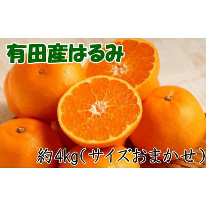 [厳選・濃厚]紀州有田産のはるみ約4kg(サイズおまかせ) ★2026年1月下旬〜2026年2月中旬頃より順次発送[TM27] | 和歌山 由良 和歌山県由良町 楽天ふるさと 納税 取り寄せ お取り寄せ フルーツ お取り寄せフルーツ ご当地 ご当地フルーツ 果物 くだもの