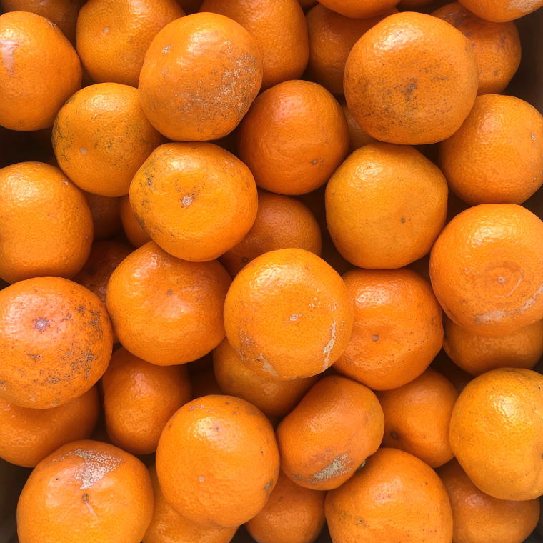 【ふるさと納税】 [訳あり] 和歌山 有田 みかん 約10kg (S～Lサイズいずれかお届け）★2026年11月中旬～2027年1月中旬頃より順次発送［TM82］ / 和歌山 由良 由良町 楽天ふるさと 納税 取り寄せ お取り寄せ フルーツ お取り寄 柑橘 柑橘類 果物 くだもの