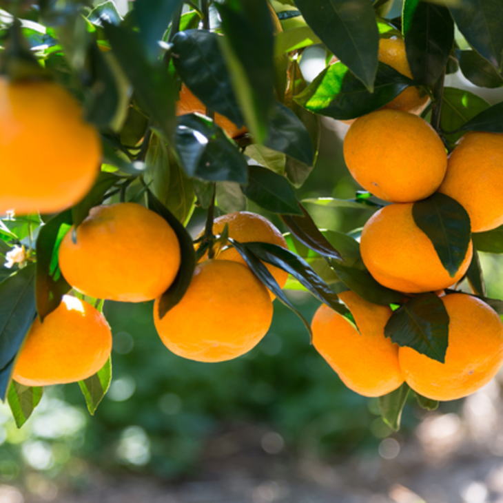 【ふるさと納税】 [秀品] 和歌山 有田みかん 約5kg 【サイズが選べる！】(SサイズまたはMサイズのいずれか) /(MまたはLサイズのいずれか) ※2026年11月中旬～2027年1月中旬頃順次発送［TM98］ | 納税 取り寄せ お取り寄せ フルーツ ご当地 みかん ミカン 蜜柑 柑橘類