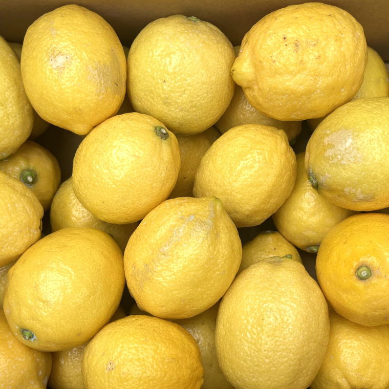 【ふるさと納税】有田産の安心国産レモン約5kg （サイズ混合）※2025年10月中旬〜2026年4月下旬頃に順次発送予定（お届け日指定不可）【TM15】 | フルーツ 果物 くだもの 食品 人気 おすすめ 送料無料