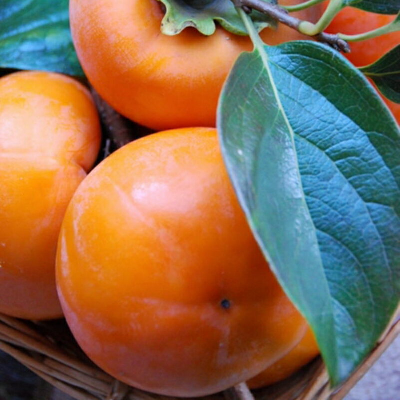 �ڤդ뤵��Ǽ�ǡۡ�2026ǯ����ȯ��ʬ����[�ų��β���]�²λ�����ͭ����3.5kg�����������2026ǯ10��ܺ����缡ȯ�� | �ե롼�� ��ʪ ������� ���� �͵� �������� ����̵����tec980A��