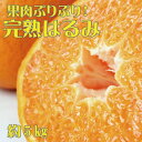 【ふるさと納税】果肉ぷりぷり!完熟はるみ 5kg【2026年2月中旬頃~2026年2月下旬頃に順次発送】【UT22】 | 和歌山 由良 和歌山県由良町 ふるさと 納税 取り寄せ お取り寄せ フルーツ ご当地 果物 柑橘 かんきつ くだもの 返礼品 返礼 特産品 名産 特産 名産品