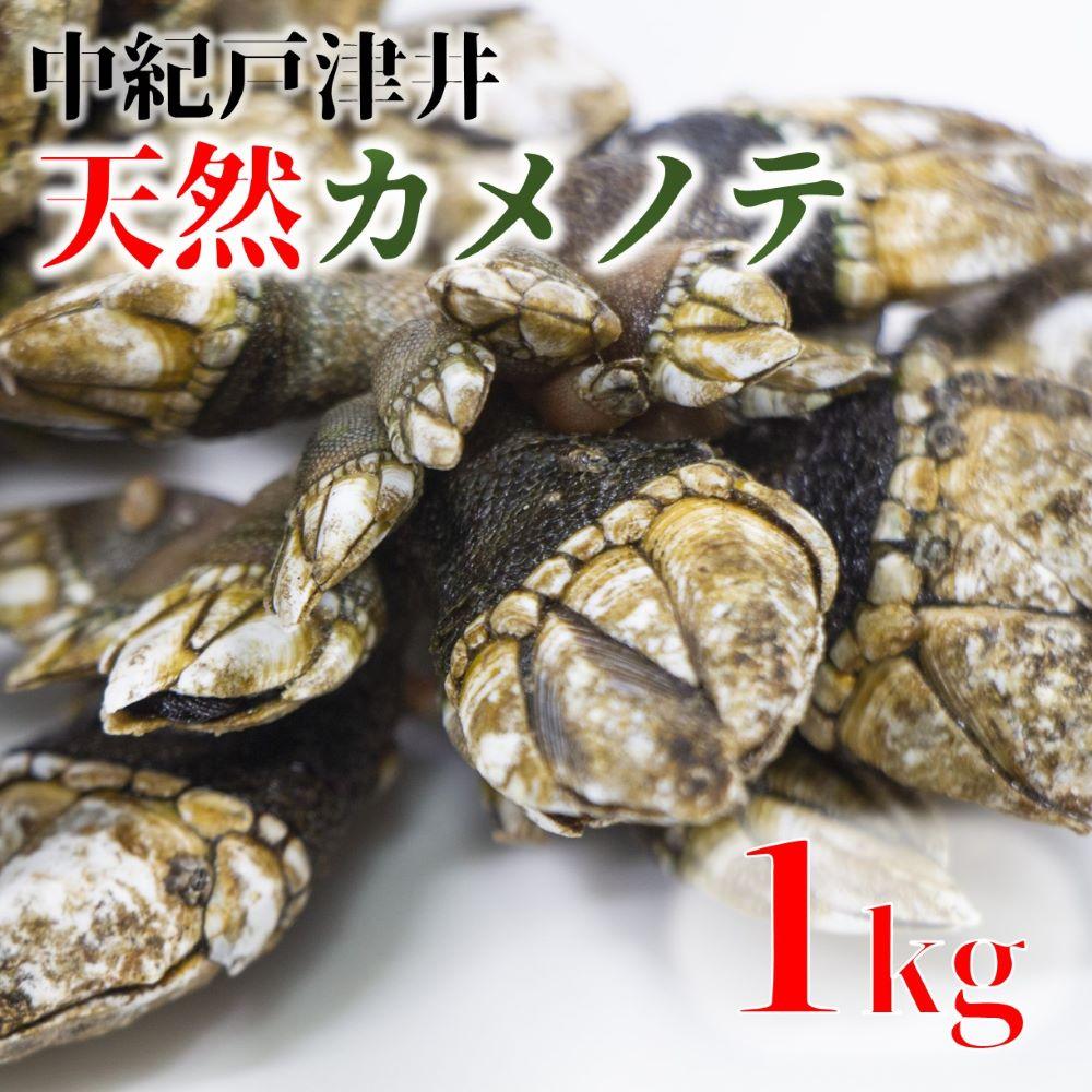 【ふるさと納税】【素潜り漁師直送】海の珍味 カメノテ1kg 獲りたてをお届けします | カメノテ 亀の手 海鮮 海の幸 貝 貝類 和歌山県 ダシ 出汁 漁師直送 産地直送 おかず 磯 ふるさと納税 返…