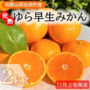 11位! 口コミ数「0件」評価「0」完熟ゆら早生みかん☆贈答用☆2kg【先行予約：2024年11月上旬発送】 | みかん 早生 完熟 先行予約 和歌山 ゆら ゆら早生 和歌山県･･･ 