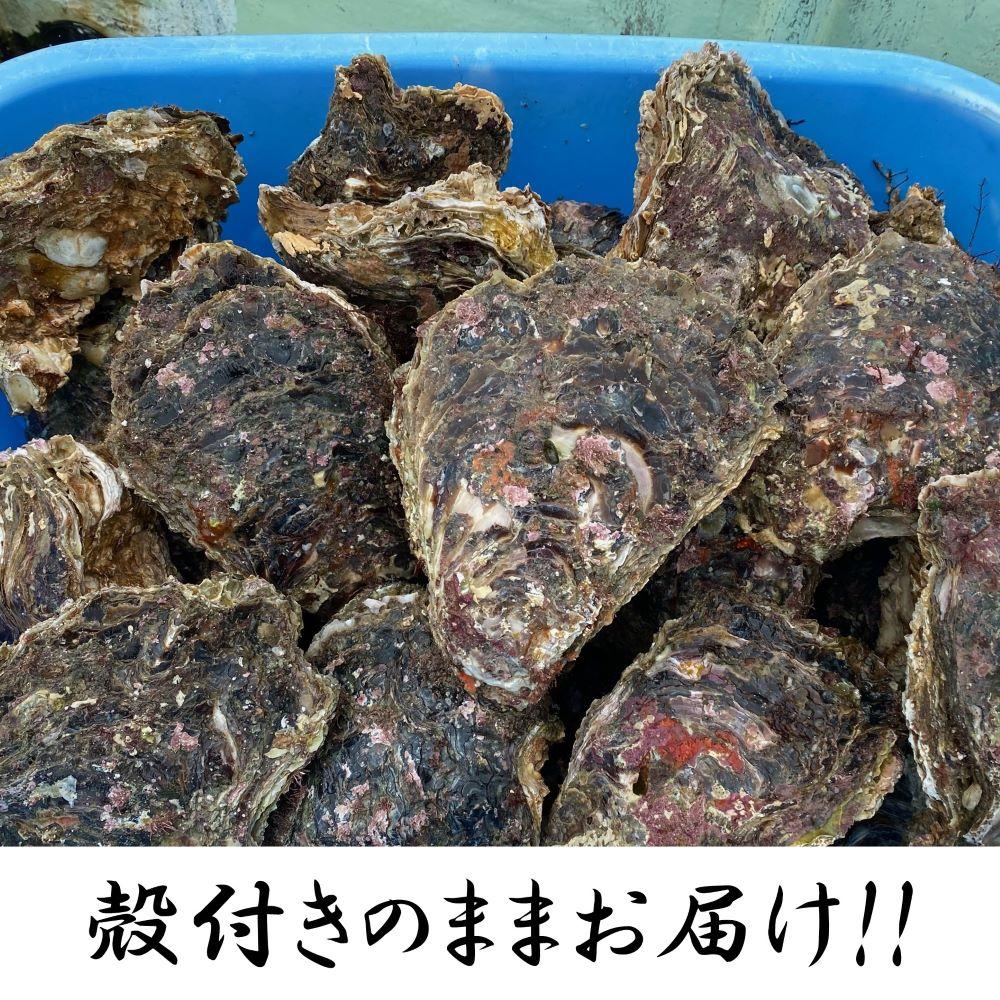 【ふるさと納税】天然岩牡蠣（加熱食用）小サイズ5個入　