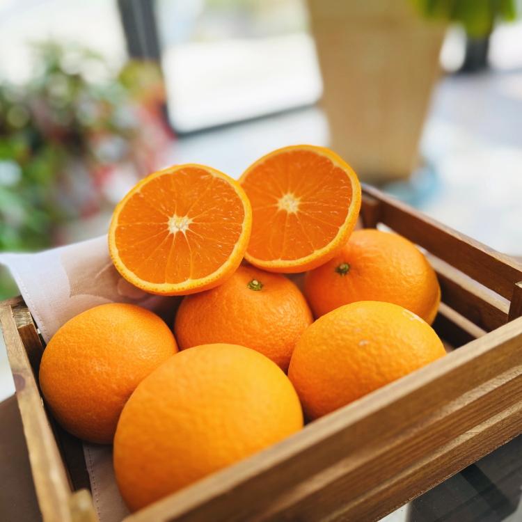 わけあり 清見オレンジ 7.5kg【農家直送】【和歌山県産】【訳あり】【先行予約・2025年2月下旬～3月下旬発送】