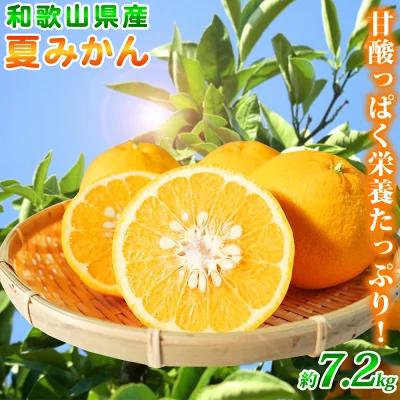 夏みかん 7.2kg[2025年4月下旬頃発送][先行予約][UT73] | 和歌山 由良 取り寄せ お取り寄せ フルーツ お取り寄せフルーツ ご当地 みかん ミカン 蜜柑 柑橘 柑橘類 果物 くだもの 支援 返礼品 特産品