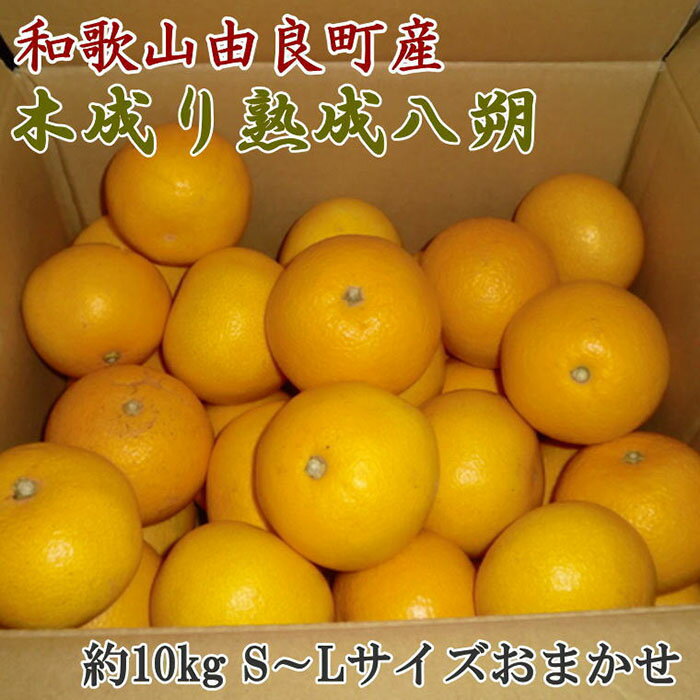 [産直]和歌山由良町産の木成り熟成八朔約10kg(S〜Lサイズをお届け)★2025年3月中旬頃より順次発送[TM135] | 木成り八朔 木成り 八朔 はっさく 熟成 10kg サイズ混合 サイズおまかせ 産地直送 和歌山県産 由良町