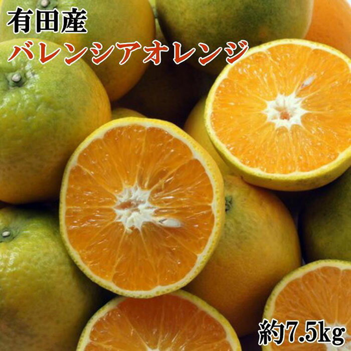 【ふるさと納税】有田産濃厚バレンシアオレンジ 約7.5kg（M～2Lサイズおまかせ）★2024年6月中旬より順次発送予定