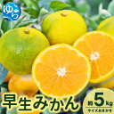 【ふるさと納税】\先行予約/由良早生みかん(サイズおまかせ)約5kg【2025年11月初旬から順次発送予定】※北海道・沖縄・離島配送不可 / 温州みかん 蜜柑 ミカン 柑橘 由良町 果物 フルーツ 産地直送 和歌山(4)