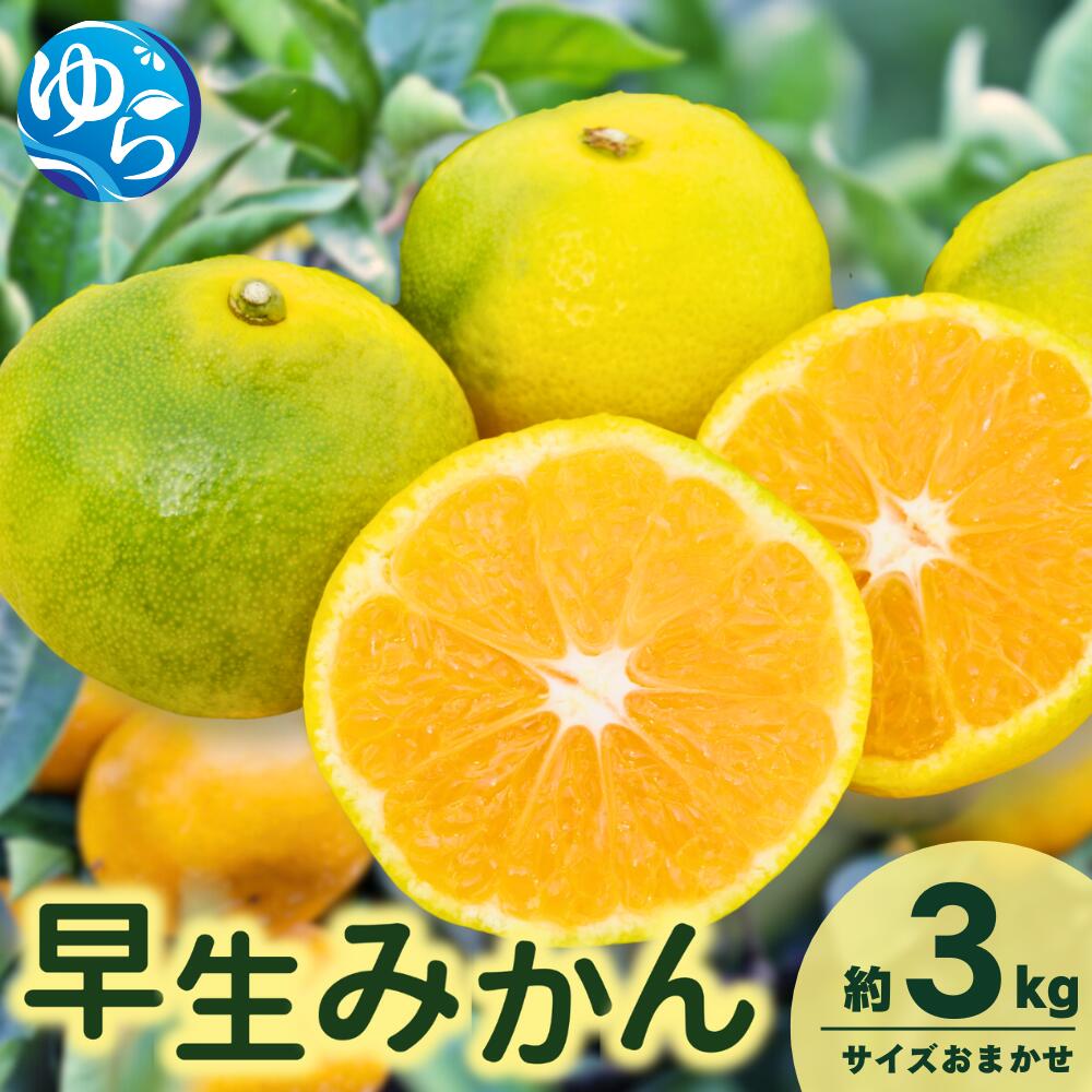 【ふるさと納税】\レビューキャンペーン中/【先行予約】由良早生みかん(サイズおまかせ)約3kg【2025年11月初旬から順次発送予定】※北海道・沖縄・離島配送不可 / 温州みかん 蜜柑 ミカン 柑橘 由良町 果物 フルーツ 産地直送 和歌山