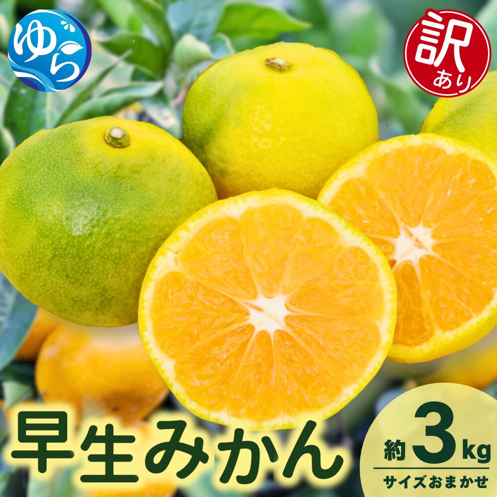 【ふるさと納税】\レビューキャンペーン中/【先行予約】【訳あり】由良早生みかん(サイズおまかせ)約3kg【2025年11月初旬から順次発送予定】※北海道・沖縄・離島配送不可 / 温州みかん 蜜柑 ミカン 柑橘 由良町 果物 フルーツ 産地直送 和歌山県