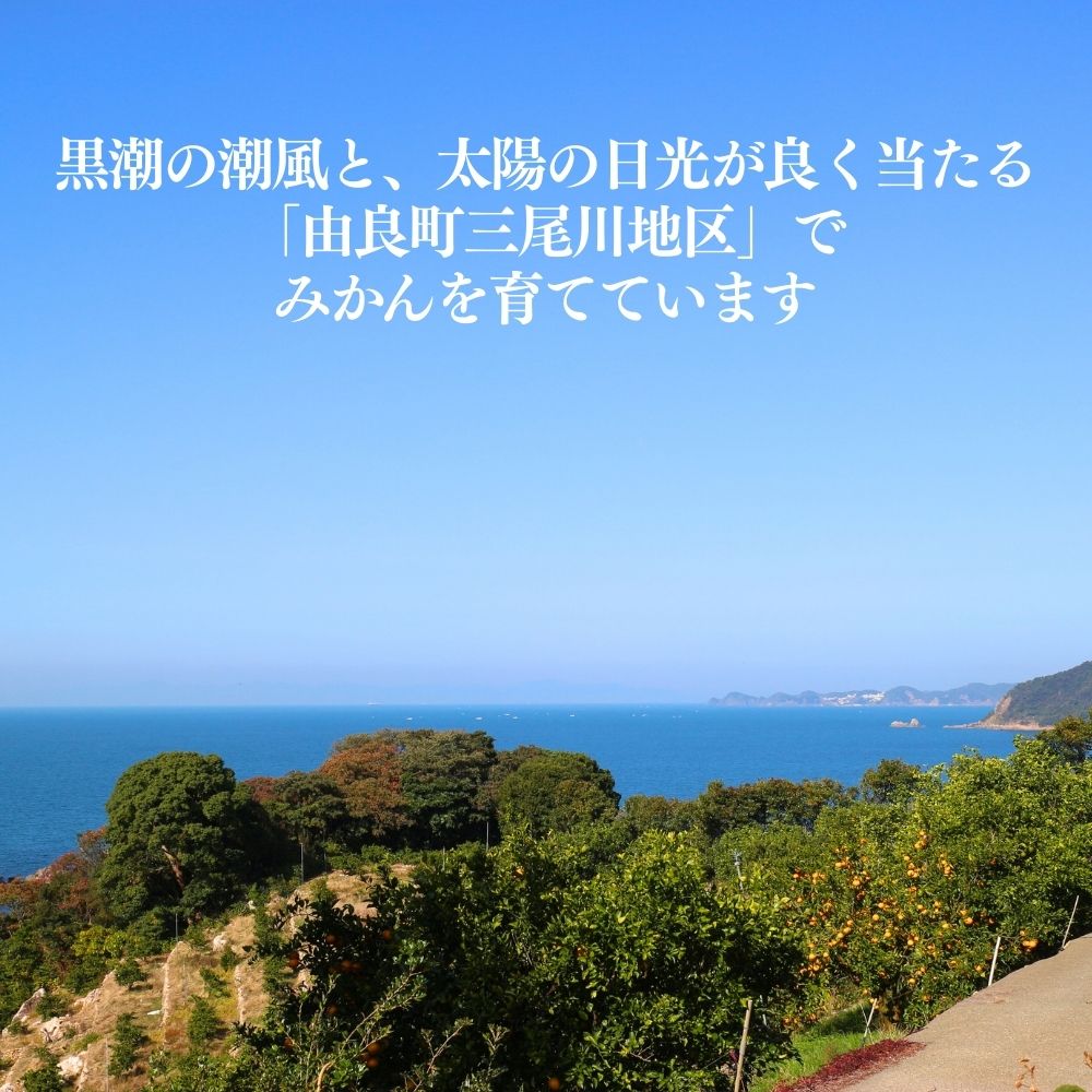 【ふるさと納税】 訳あり ゆら みかん / 温州みかん 和歌山 わけあり 甘い 柑橘 由良 1.2kg 5kg 10kg【配送時期が選べる】※2025年11月下旬～順次発送