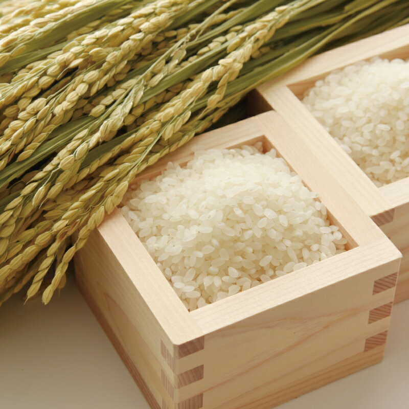【ふるさと納税】【先行予約】和歌山県産 米 キヌヒカリ 10kg (2024年産)【SL28】 | お米 こめ 白米 米 食品 人気 10kg おすすめ 送料無料