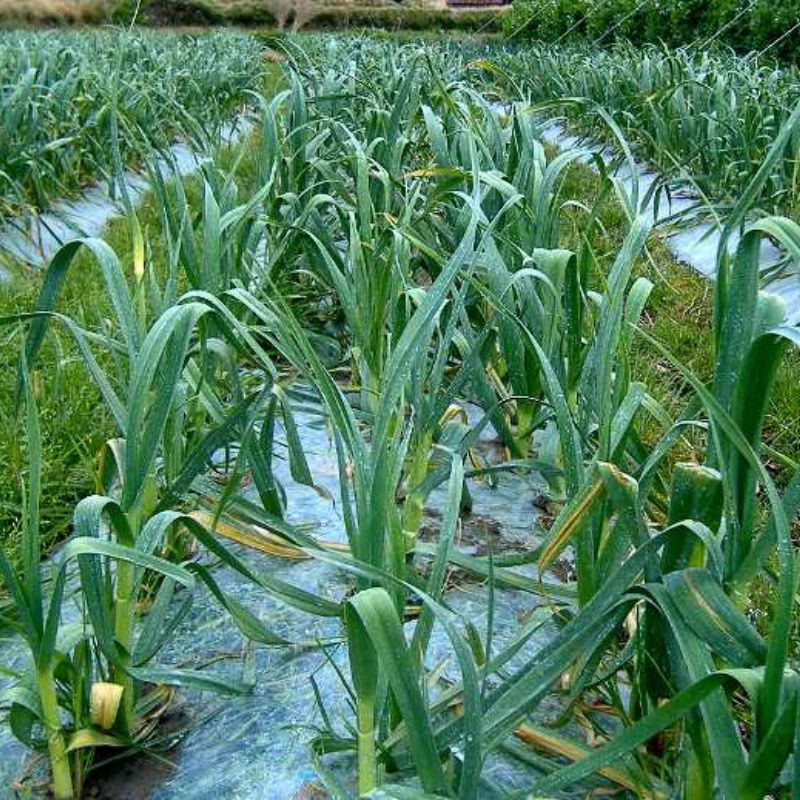 【ふるさと納税】 にんにく 由良町産 秀品 Lサイズ 約2kg(1kg×2) ※2026年4月下旬～順次発送