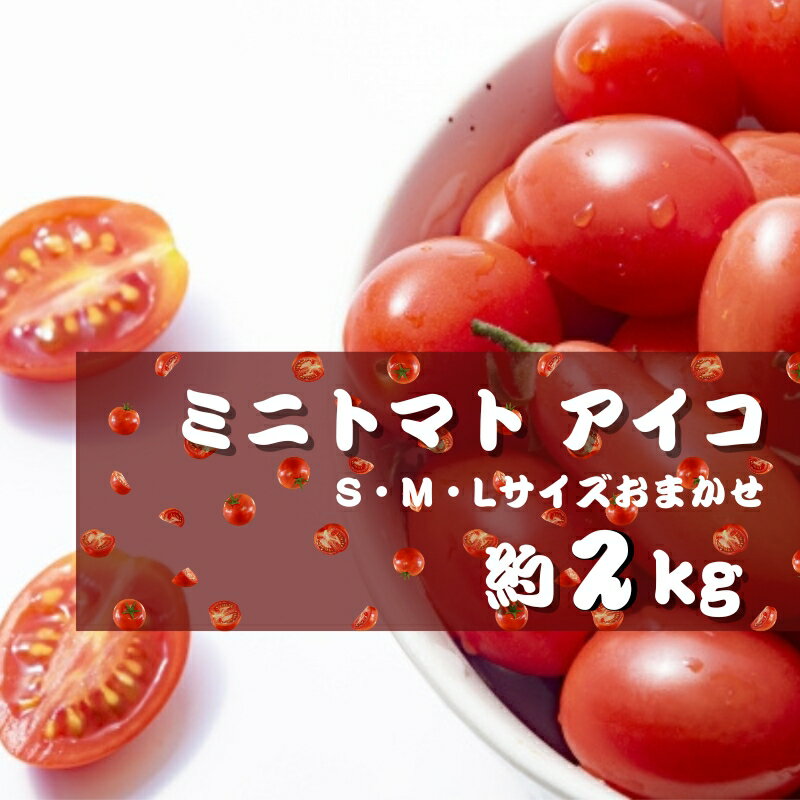 [1月発送]ミニトマトアイコ(松トマト) 約2kg(S・M・Lサイズおまかせ) | トマト ミニトマト 松トマト 野菜 やさい 食品 人気 おすすめ 送料無料