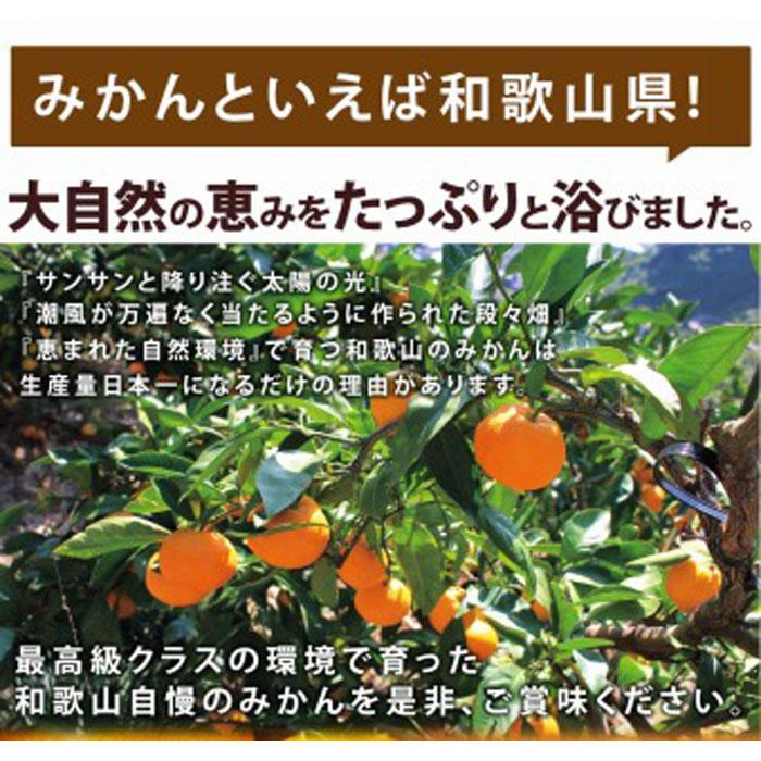 【ふるさと納税】◆先行予約◆【2022年11月下旬以降発送】和歌山県産 訳あり完熟有田みかん 10kg | 和歌山県 印南町 和歌山 返礼品 支援 楽天ふるさと 納税 お取り寄せグルメ 取り寄せ グルメ フルーツ 果物 くだもの みかん ミカン 蜜柑 柑橘 柑橘類 かんきつ 有田みかん