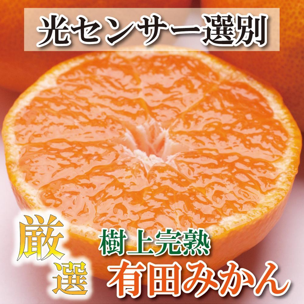 [11月より発送]厳選 完熟有田みかん2.5kg+75g(傷み補償分) | フルーツ 果物 くだもの 食品 人気 おすすめ 送料無料 光センサー選果