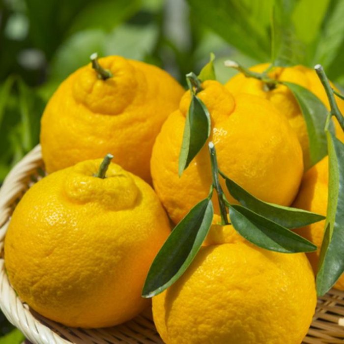 �ڤդ뤵��Ǽ�ǡۡ�ǻ����ͭ�Ĥ����β���5kg��18��28�̡ˡ�2026ǯ2����ܺ����缡ȯ����TM35w�� | �²λ� ������ �ٱ� �ٱ��� ��ŷ�դ뤵�� Ǽ�� �����󤻥���� ���� ����� ���β� �ե롼�� ��ʪ ������� ���� ������ ���󤭤� ���󤭤��� ������ �̼�