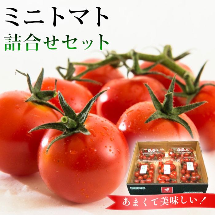 【ふるさと納税】ミニトマト詰合せセット | 和歌山県 印南町 和歌山 返礼品 支援 楽天ふるさと 納税 お取り寄せグルメ 取り寄せ グルメ ミニトマト トマト 野菜 やさい 新鮮野菜 新鮮 おいしい 美味しい ご当地 特産品 名産品 詰め合わせ 食べ比べ 食べ比べセットのサムネイル