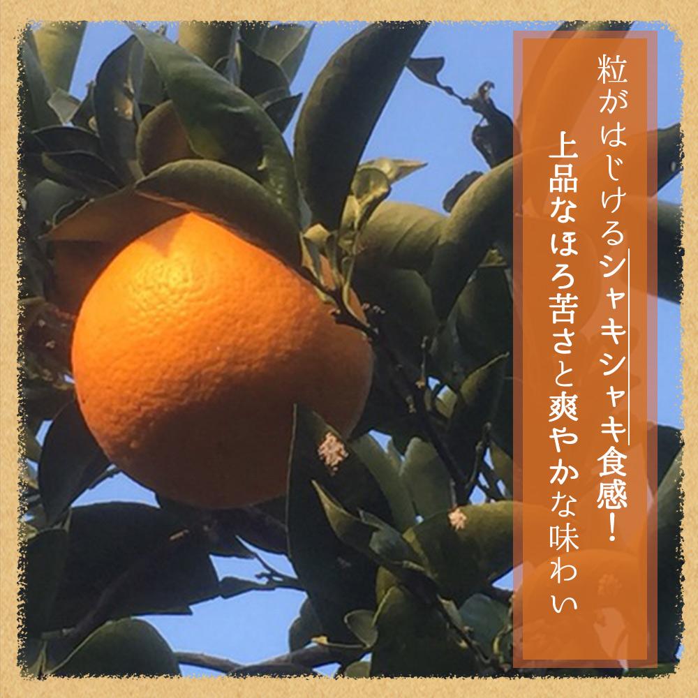【ふるさと納税】紀州有田産木成り完熟紅八朔8kg［先行予約］［UT62］ | フルーツ 果物 くだもの 食品 人気 おすすめ 送料無料