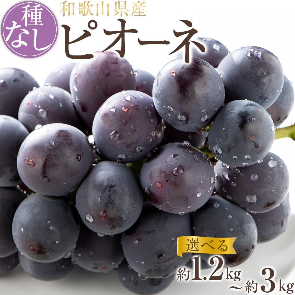 【ふるさと納税】【新鮮・産直】和歌山かつらぎ町産たねなしピオーネ約1.2kg/約2kg/約3kg ★2025年8月中旬頃より順次発送 | 和歌山県 印南町 和歌山 返礼品 お取り寄せグルメ 取り寄せ グルメ フルーツ 果物 くだもの 種なし ぶどう ブドウ 家庭用 自宅用
